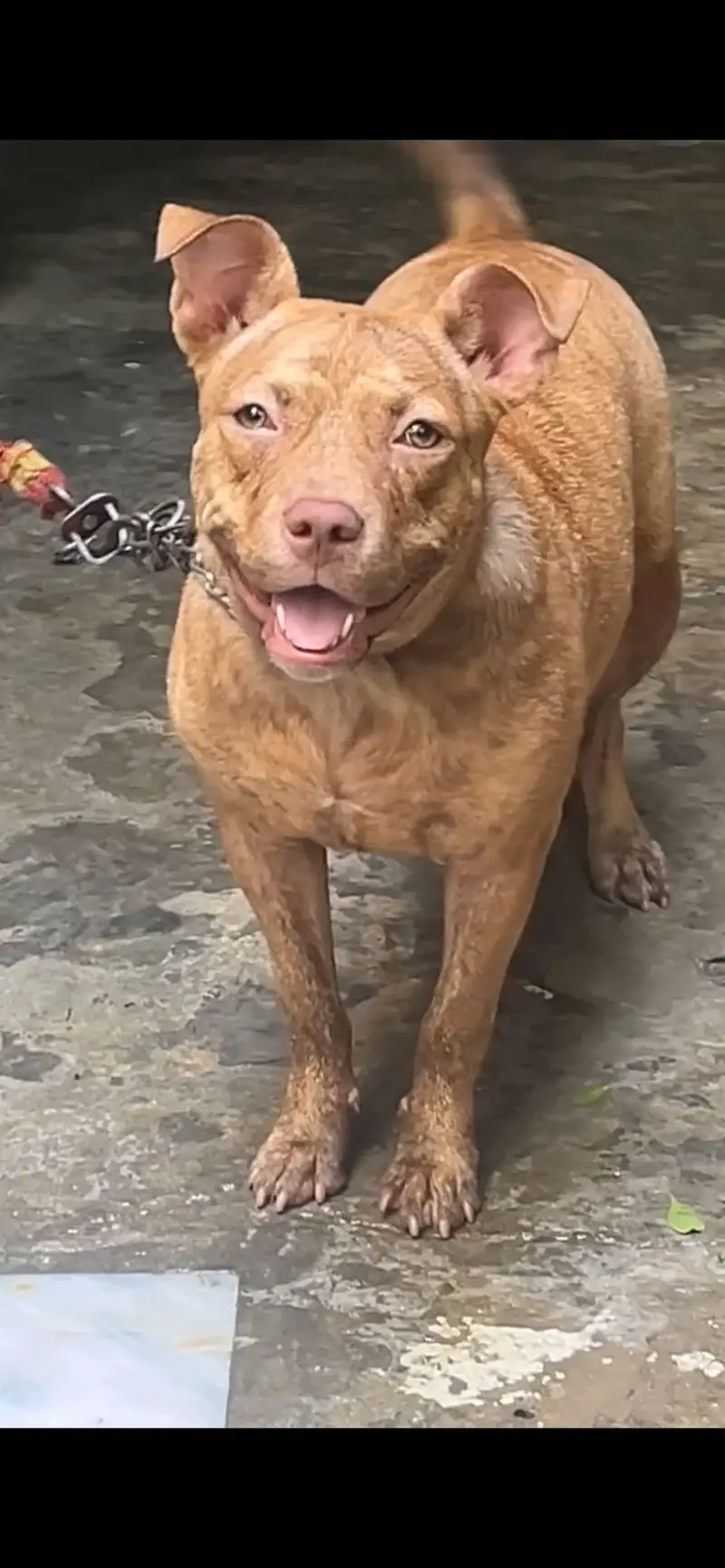 6 months old pitbull female available for sale — photo 2