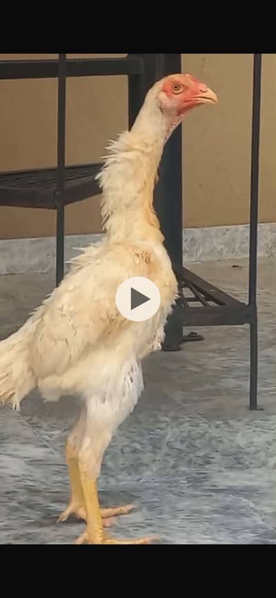 Japanese Shamo female for sale