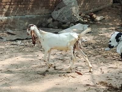 2 Gulabi male age 5 month  0311. . 509.4836 Whatsapp