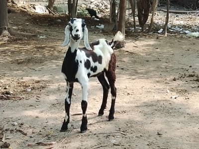 aik jawan goat sath  female age 4.5 month  0311. . 509.4836 Whatsapp