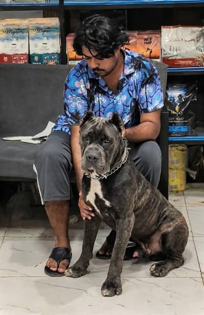 cane Corso pedigree microchipped male looking for new home