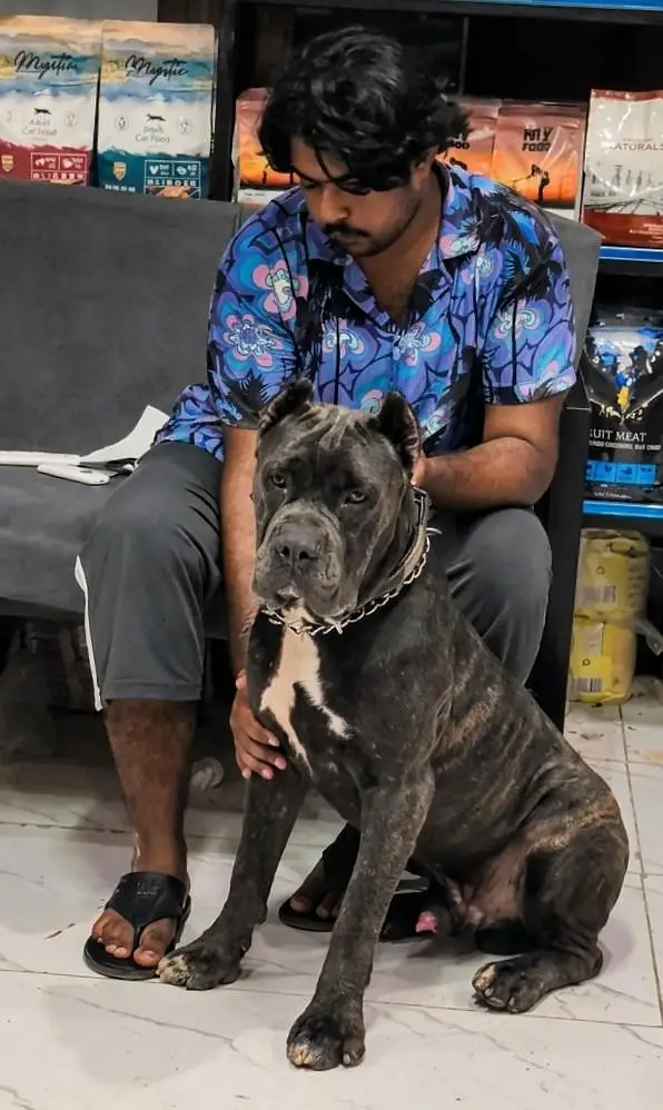 cane Corso pedigree microchipped male looking for new home — photo 2