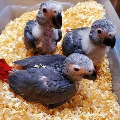 African grey parrot for sale age 3 month 03296042216
