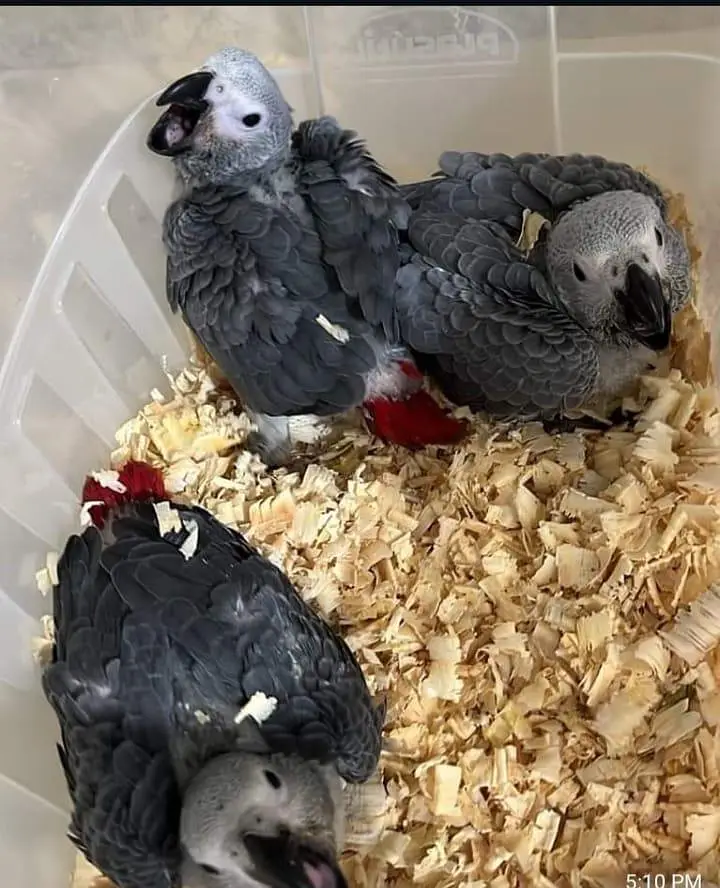 African grey parrot for sale age 3 month 03296042216 — photo 2