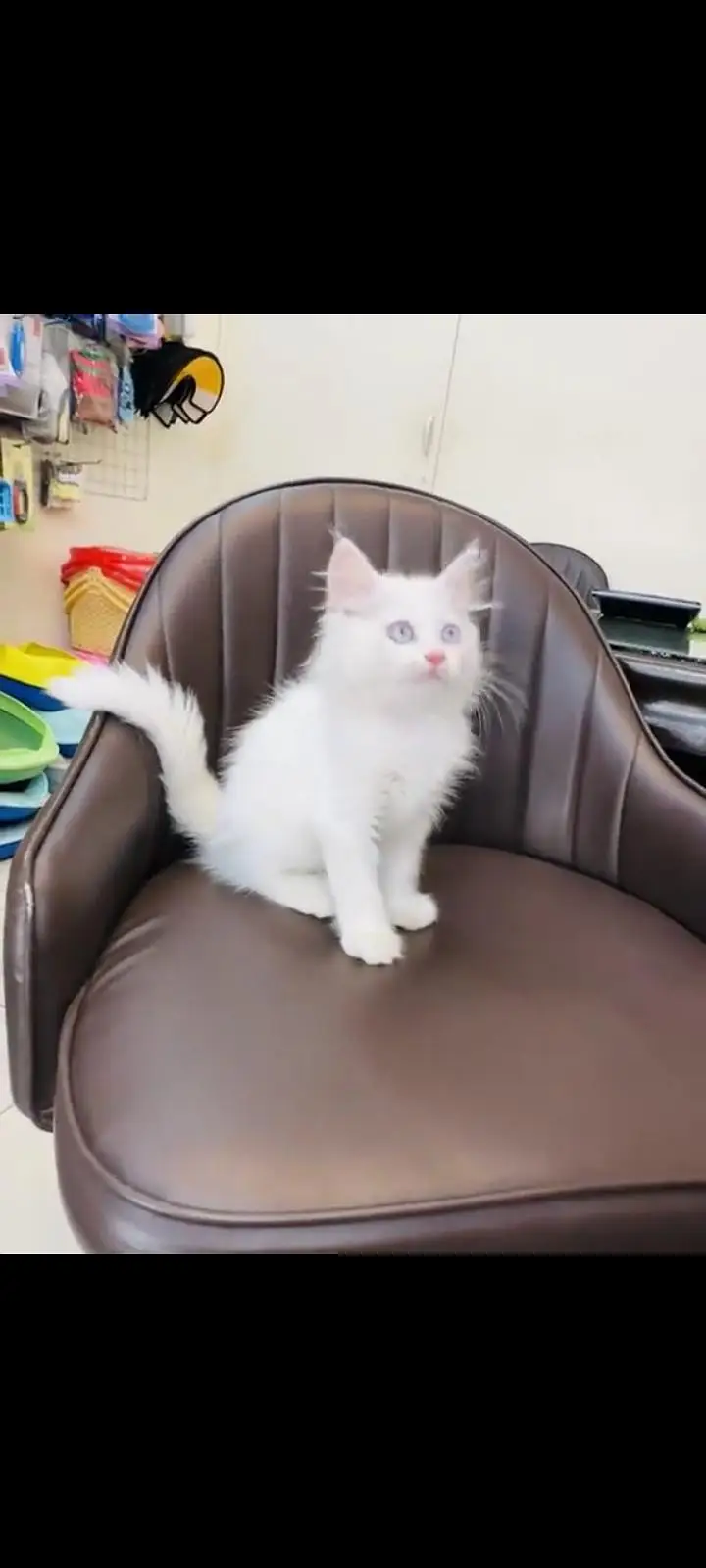 persian cat for sale — photo 2