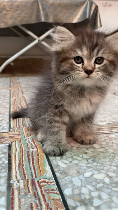Cute doll face kitten