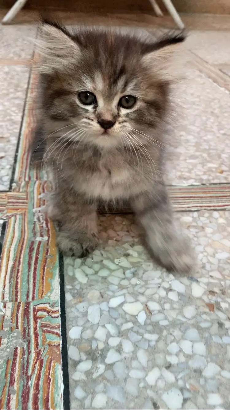 Cute doll face kitten — photo 2