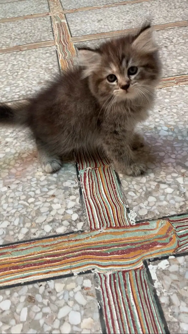 Cute doll face kitten — photo 3