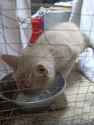 title ma lkhi. dark pink nose russian cat
