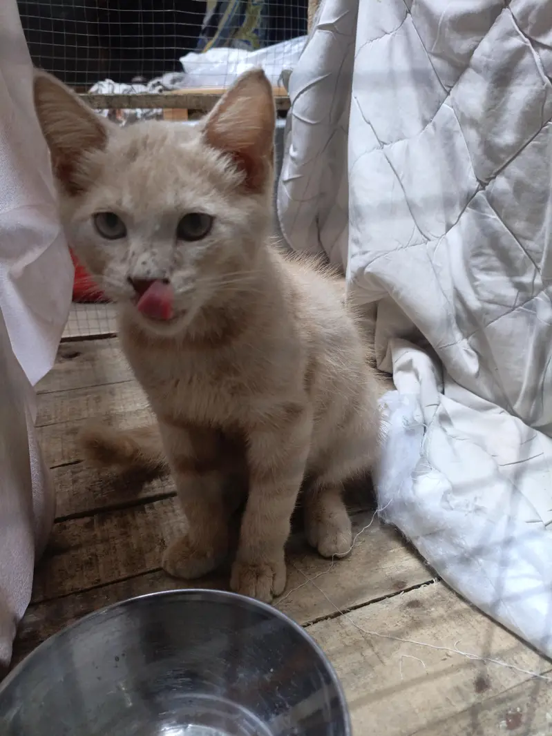 title ma lkhi. dark pink nose russian cat — photo 2