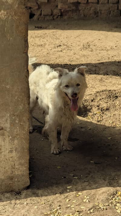 Russian male pup looking for new home