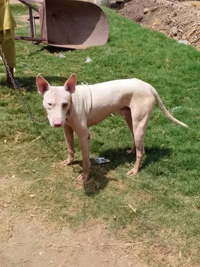 Kohati Gultiar pink nose