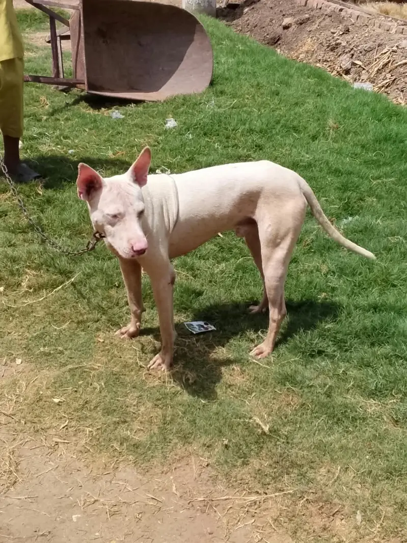 Kohati Gultiar pink nose — photo 3