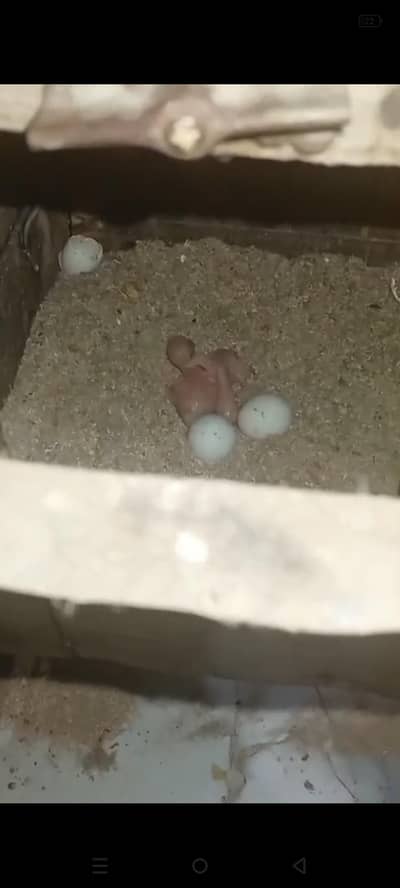 ringneck breeder pair for sale