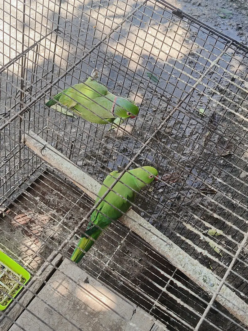 ringneck breeder pair for sale — photo 2