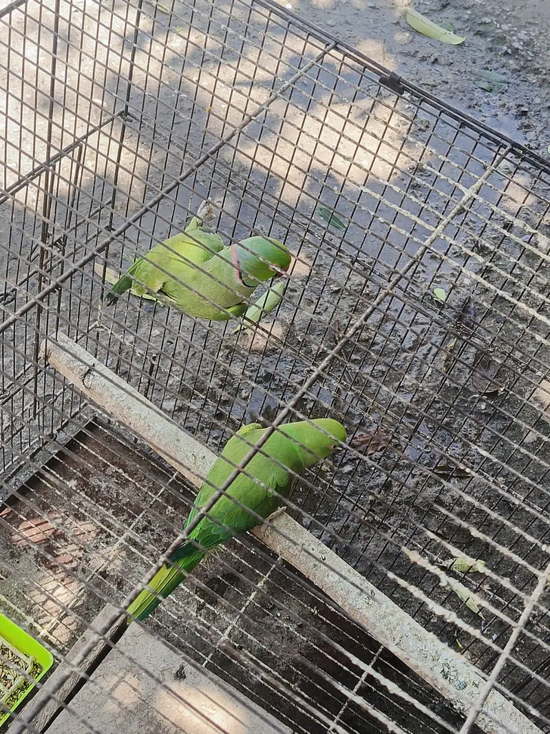 ringneck breeder pair for sale — photo 3