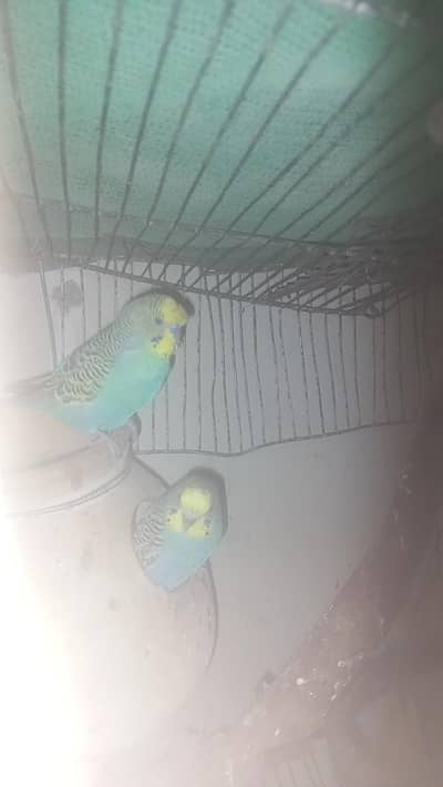 pair active breader abi b 5andy dea he lekeen me shift ho raha hun