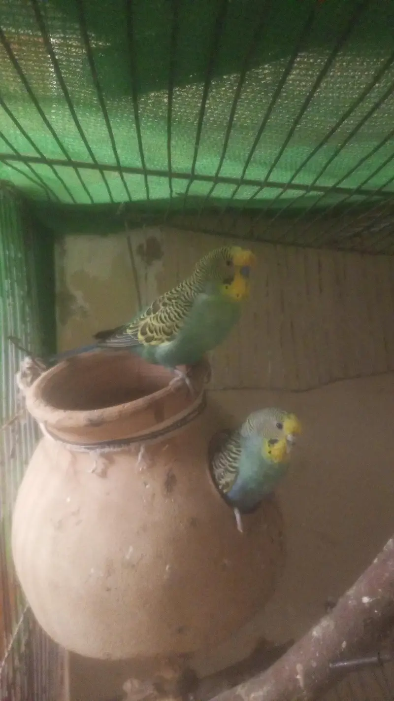 pair active breader abi b 5andy dea he lekeen me shift ho raha hun — photo 2