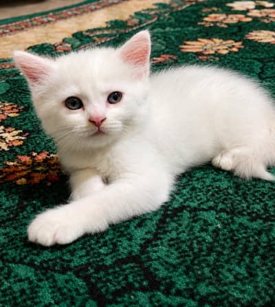 persion kitten double coated