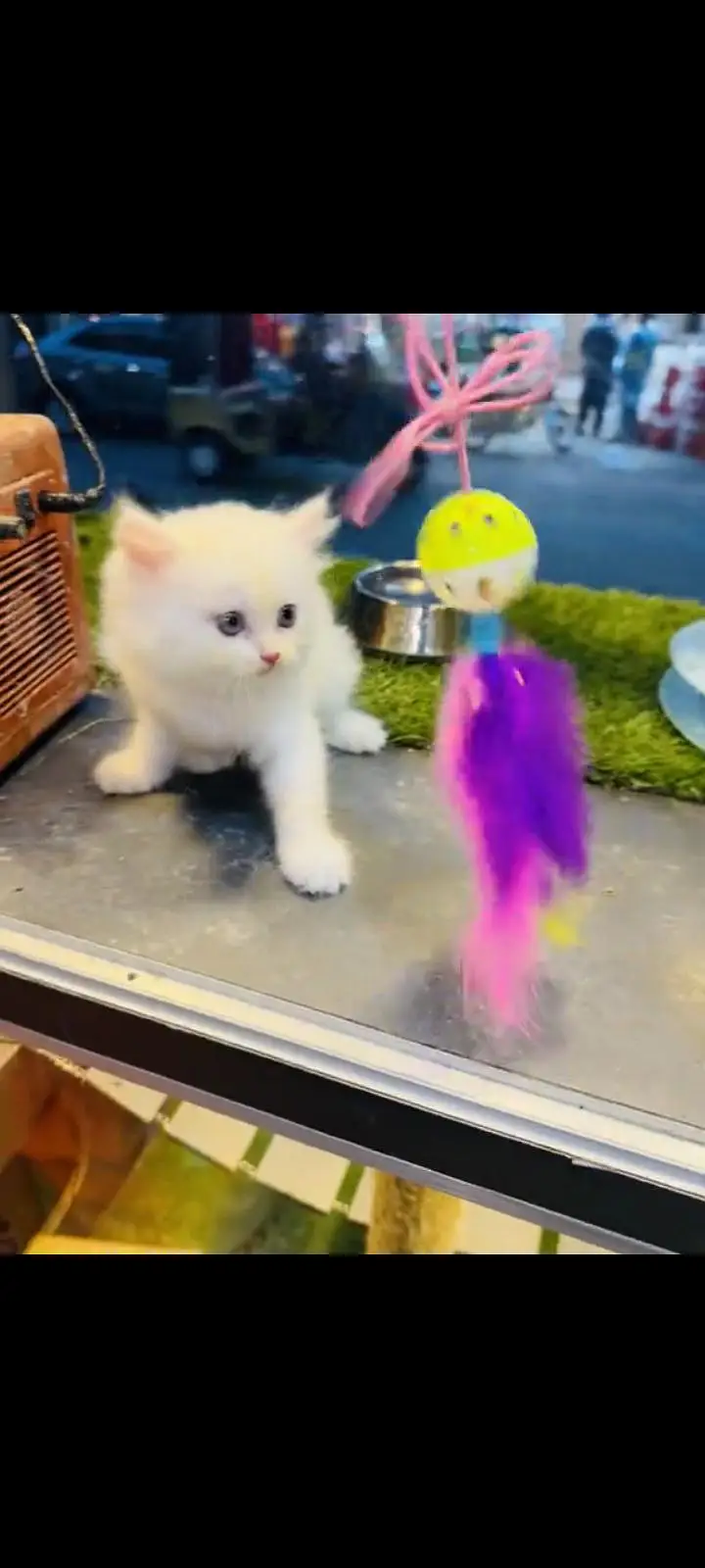 persian cat for sale — photo 2