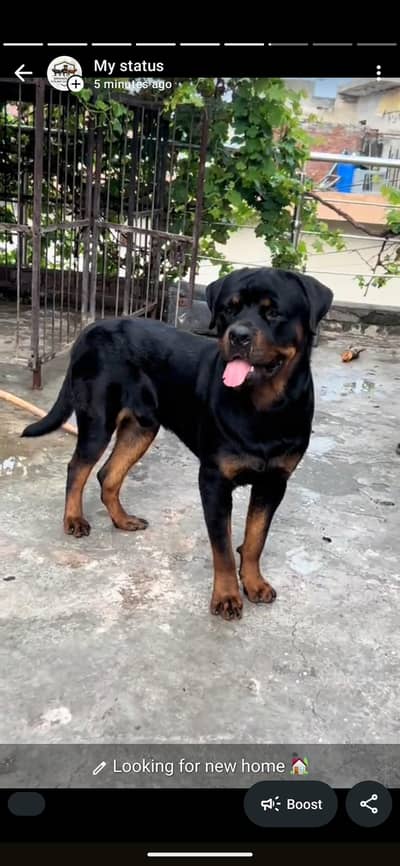 rottweiler young male looking for new home 