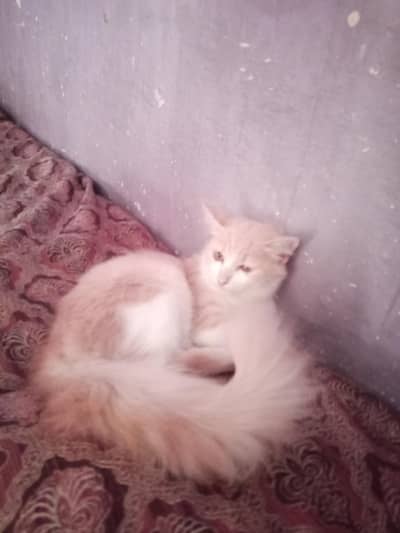 dollface female cat