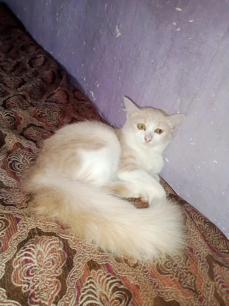 dollface female cat — photo 2