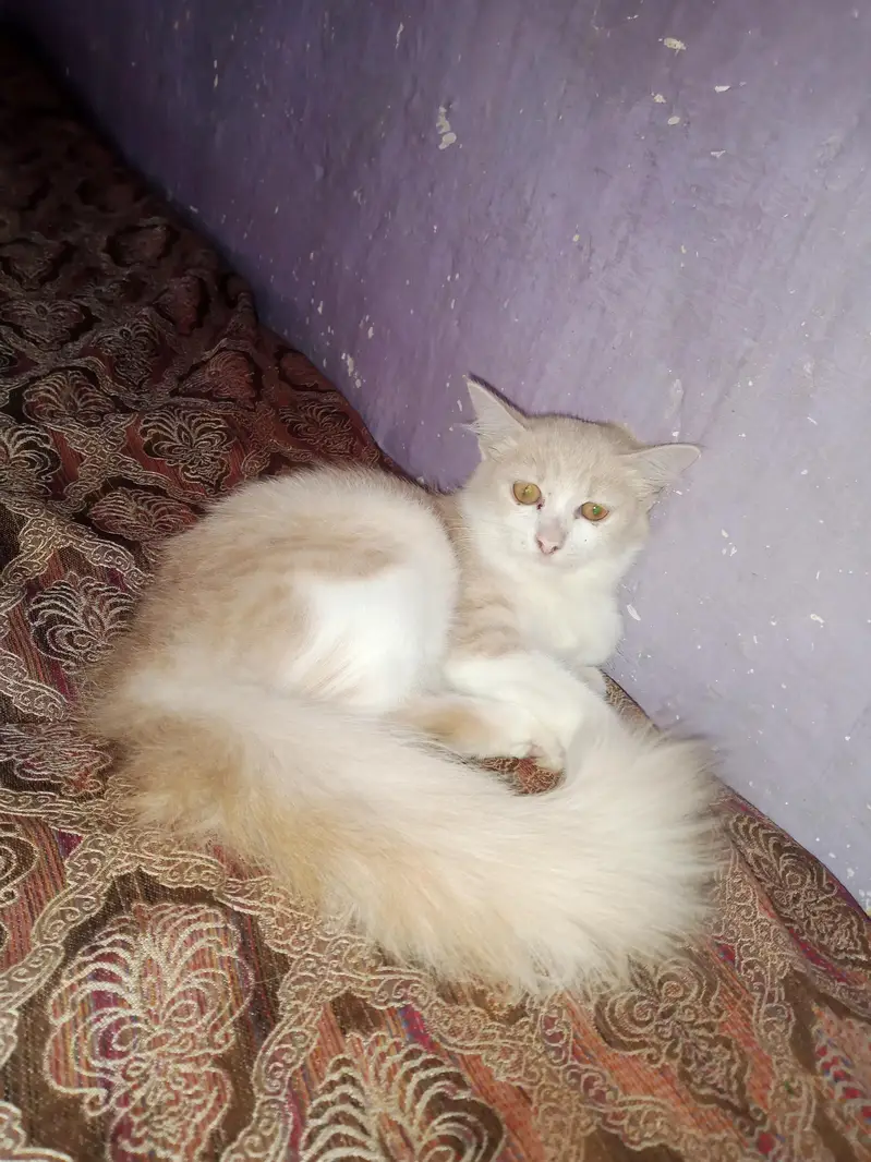 dollface female cat — photo 3