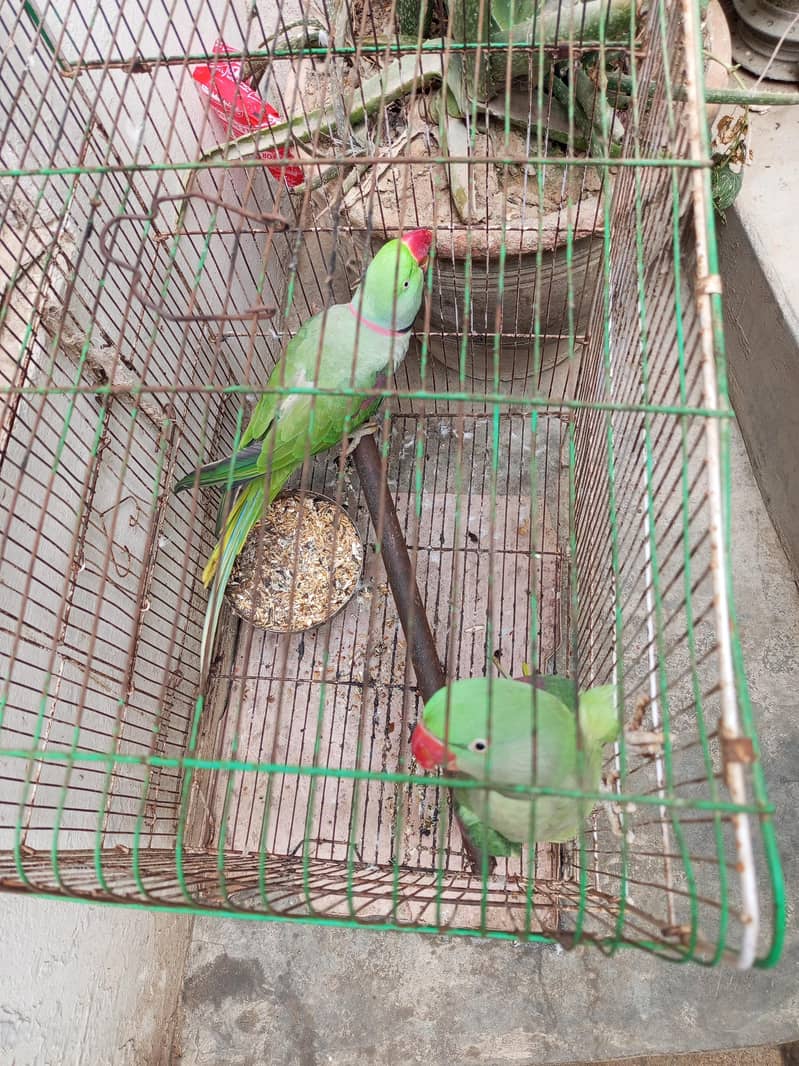 Raw parrots Handtime + talking 0