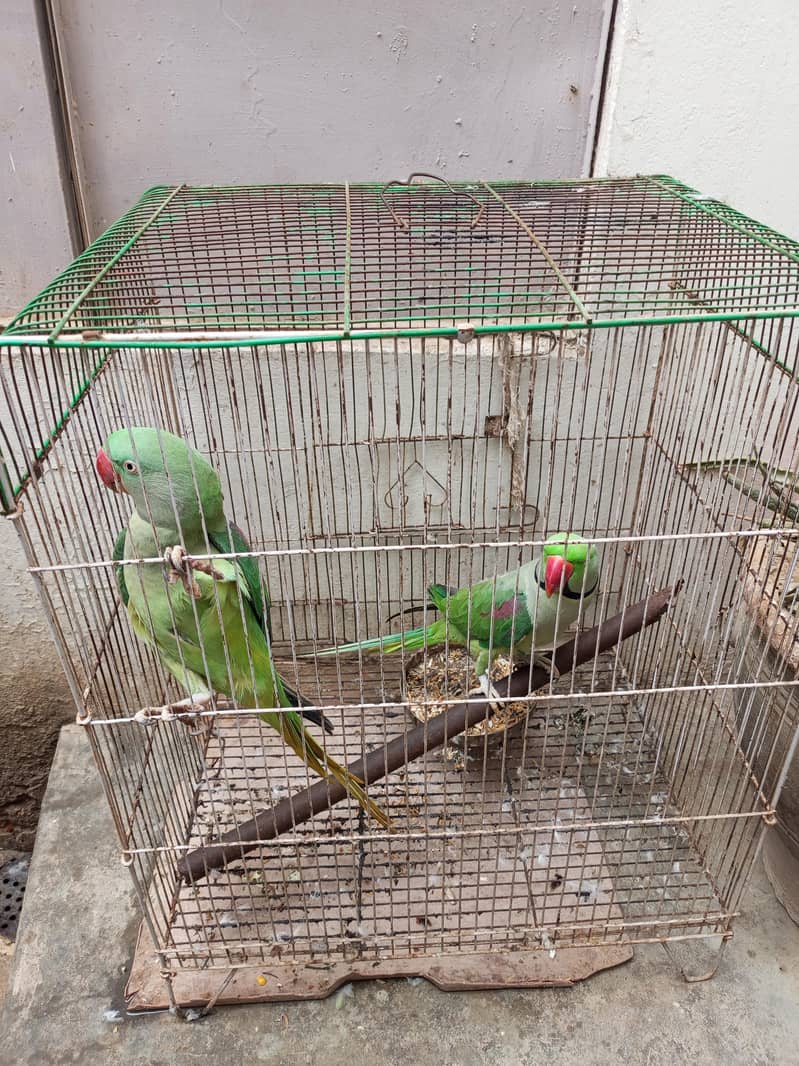 Raw parrots Handtime + talking 1