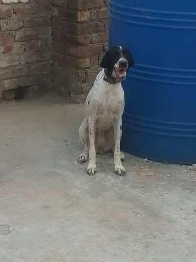 english pointer female for sale