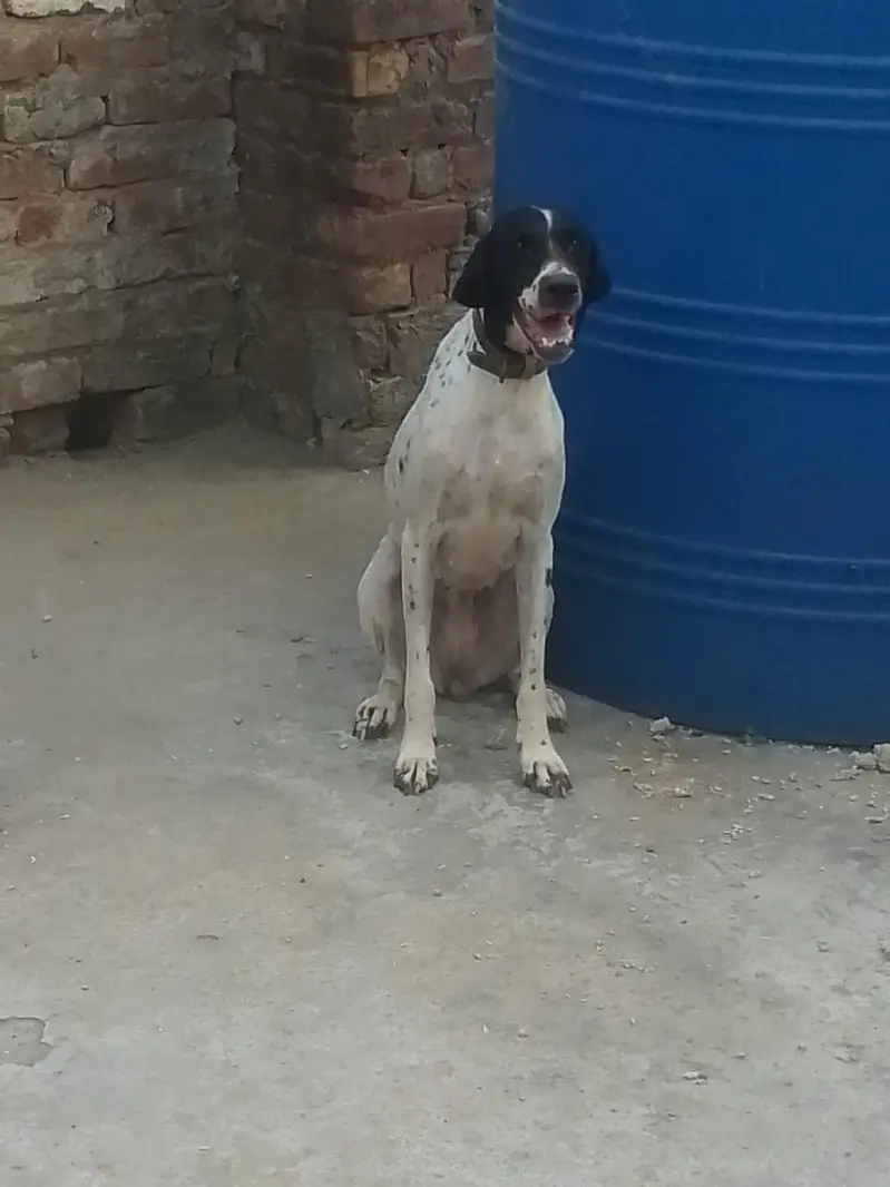 english pointer female for sale