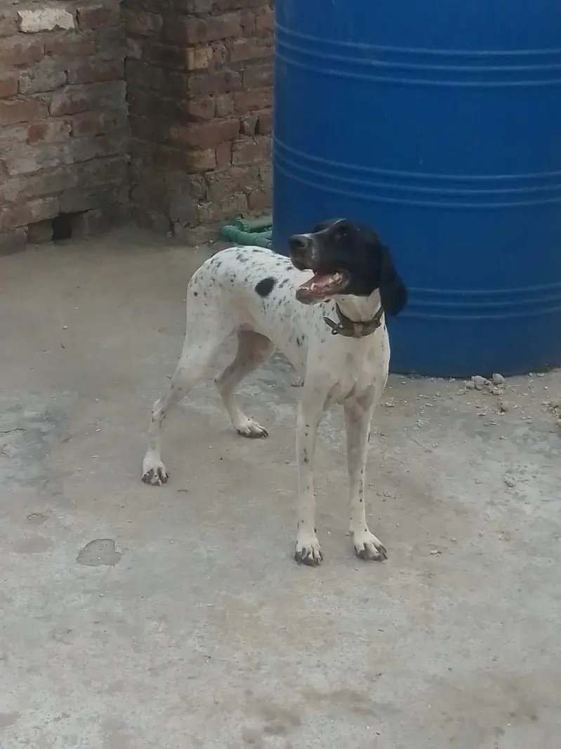 english pointer female for sale — photo 2