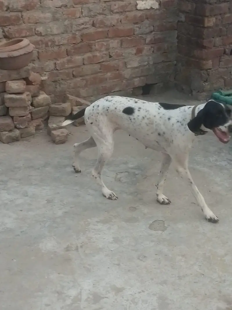 english pointer female for sale — photo 3