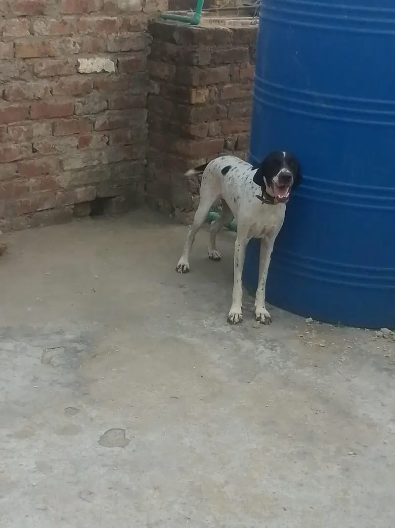 english pointer female for sale — photo 4