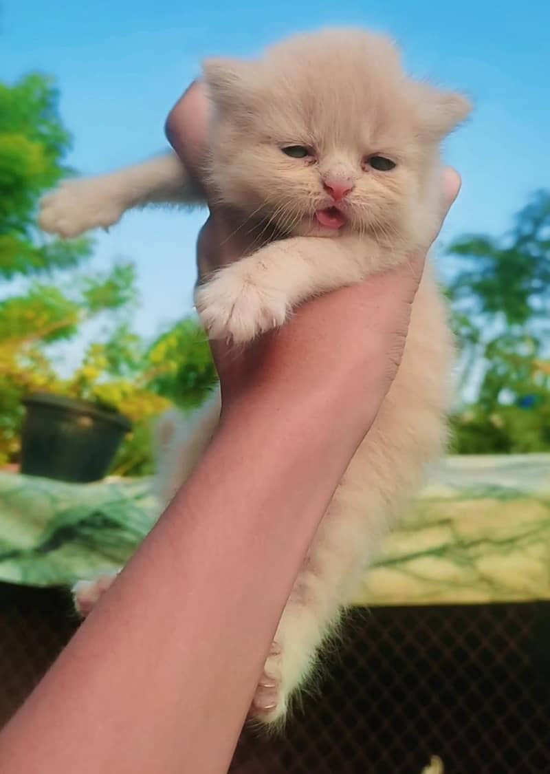 Pickey face cat 0