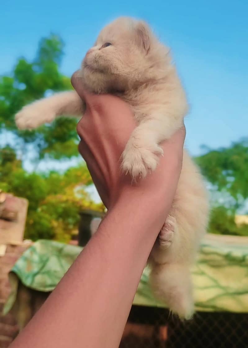 Pickey face cat 2