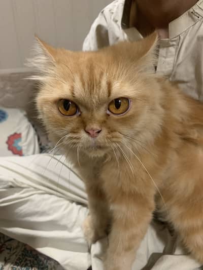 Persian 3 coat