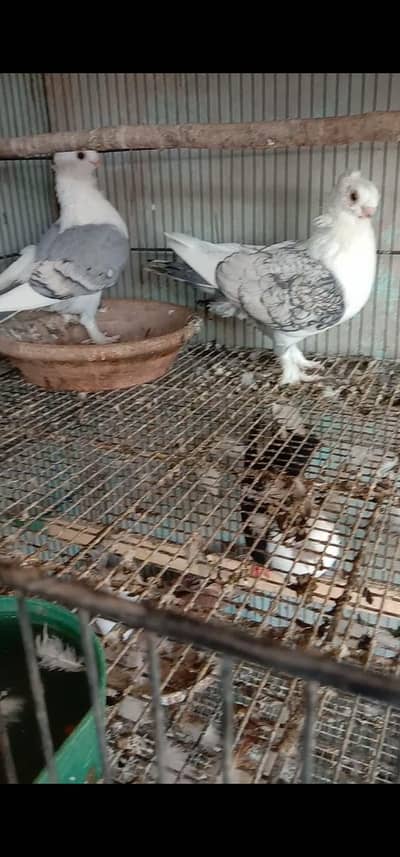 Setinate breeder pair