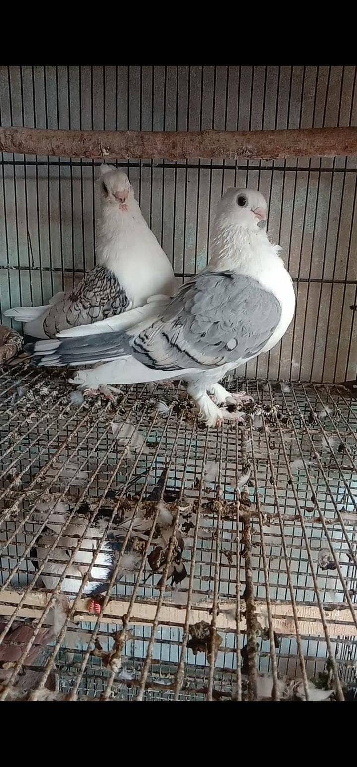 Setinate breeder pair 1
