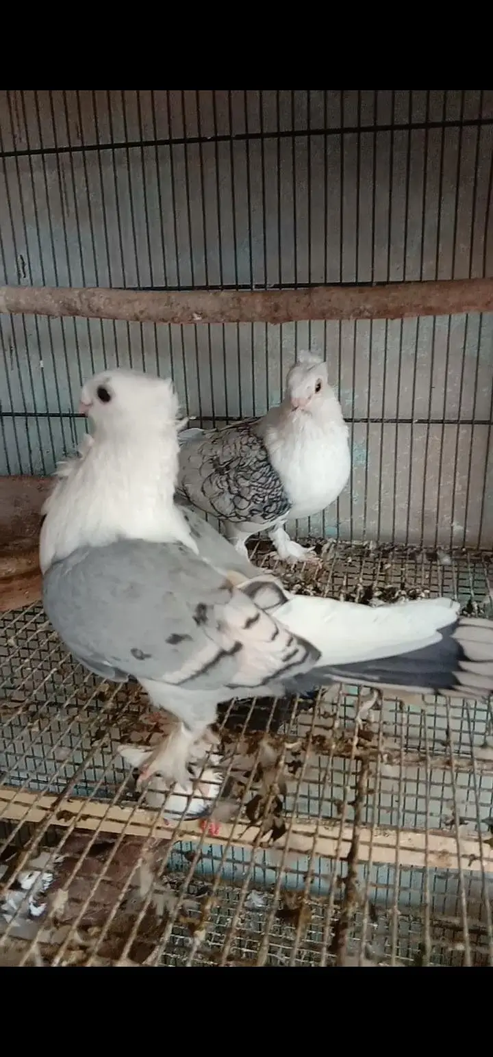 Setinate breeder pair — photo 3