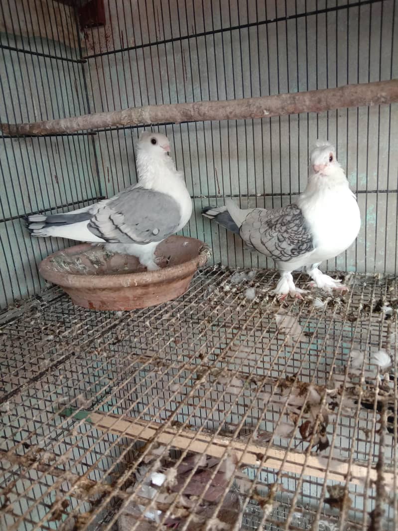 Setinate breeder pair 3