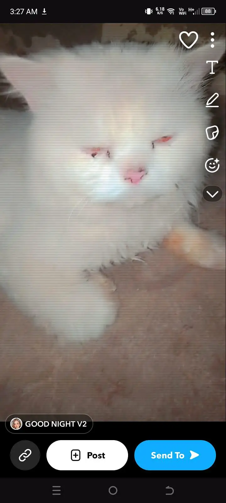 billu cate white color and Mano cat — photo 2