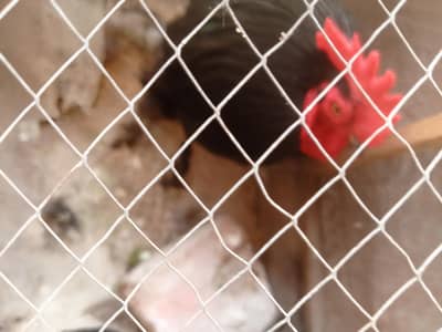 bantam black male