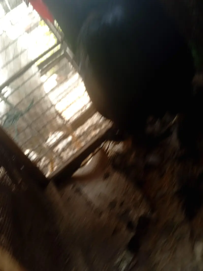 bantam black male — photo 3