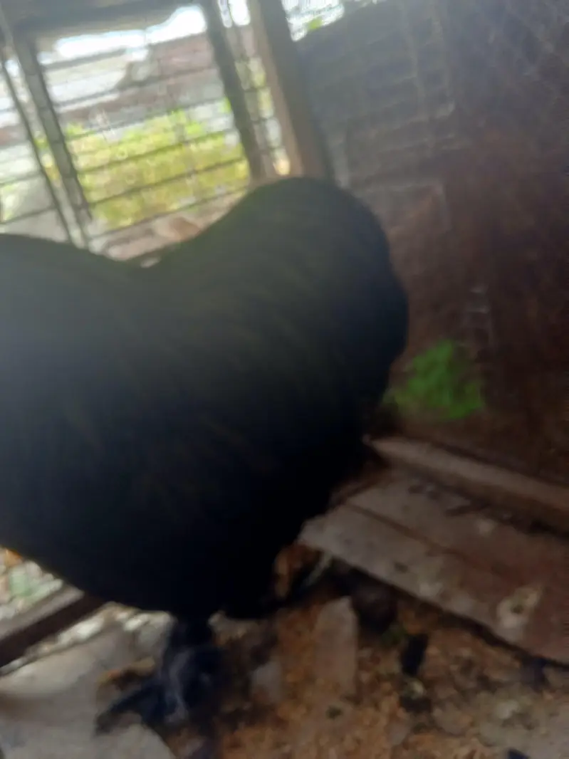 bantam black male — photo 4