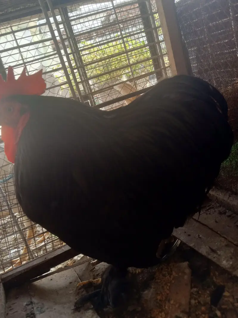 bantam black male — photo 5