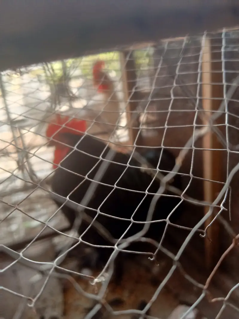 bantam black male — photo 7