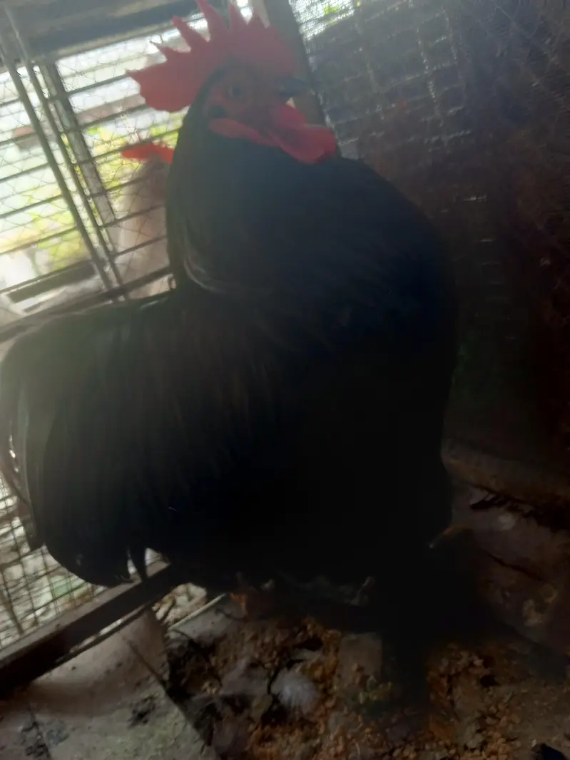 bantam black male — photo 8