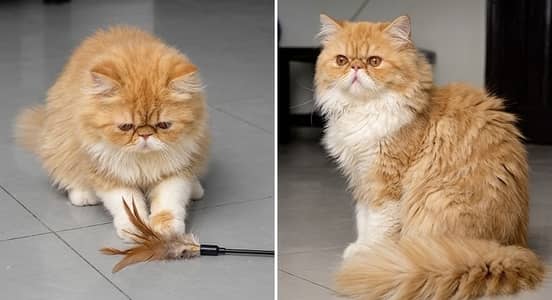  7-Month-Old Male Persian Cat for Sale 